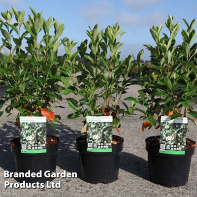 Thompson & Morgan Aronia Melanocarpa Professor Ed 3.6 Litre Potted Plant X 1