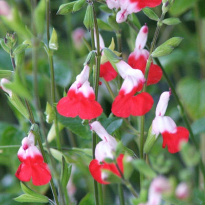 Thompson & Morgan Salvia Hot Lips 9Cm Potted Plant X 1 - image 1