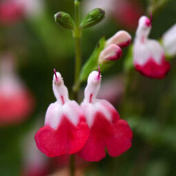 Thompson & Morgan Salvia Hot Lips 9Cm Potted Plant X 1 - thumbnail 2