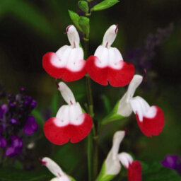 Thompson & Morgan Salvia Hot Lips 9Cm Potted Plant X 1 - thumbnail 3