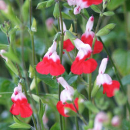 Thompson & Morgan Salvia Hot Lips 9Cm Potted Plant X 1 - thumbnail 1