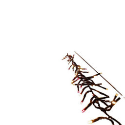 Samuel Alexander 12.4M 960 Led Christmas Cluster String Lights With Timer In Red & Vintage Gold - thumbnail 7