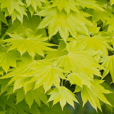 Gardeners Dream Acer Aureum - Golden Foliage, Outdoor Plant, Ideal For Gardens, Compact Size (50-70Cm Height Including Pot) - image 1