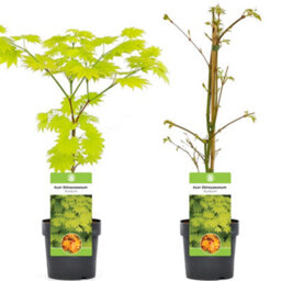 Gardeners Dream Acer Aureum - Golden Foliage, Outdoor Plant, Ideal For Gardens, Compact Size (50-70Cm Height Including Pot) - thumbnail 4