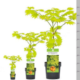 Gardeners Dream Acer Aureum - Golden Foliage, Outdoor Plant, Ideal For Gardens, Compact Size (50-70Cm Height Including Pot) - thumbnail 5