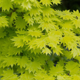 Gardeners Dream Acer Aureum - Golden Foliage, Outdoor Plant, Ideal For Gardens, Compact Size (50-70Cm Height Including Pot) - thumbnail 2