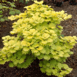 Gardeners Dream Acer Aureum - Golden Foliage, Outdoor Plant, Ideal For Gardens, Compact Size (50-70Cm Height Including Pot) - thumbnail 3