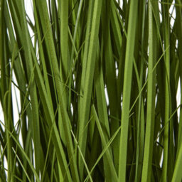 Wyld Haus 70Cm White Allium Artificial Plant (Pot Not Included) - thumbnail 3