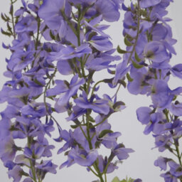 Wyld Haus Set Of 3 Large Purple Wisteria Artificial Flower Sprays - thumbnail 3