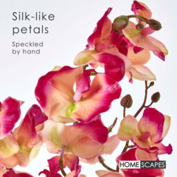 Homescapes Artificial Cream & Pink Handcrafted Phalaenopsis Orchid With Natural Base, 60 Cm - thumbnail 3