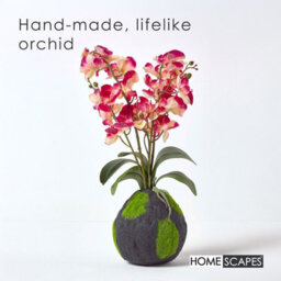 Homescapes Artificial Cream & Pink Handcrafted Phalaenopsis Orchid With Natural Base, 60 Cm - thumbnail 2