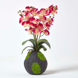 Homescapes Artificial Cream & Pink Handcrafted Phalaenopsis Orchid With Natural Base, 60 Cm