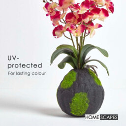 Homescapes Artificial Cream & Pink Handcrafted Phalaenopsis Orchid With Natural Base, 60 Cm - thumbnail 5