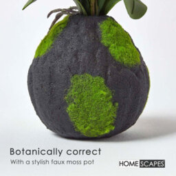 Homescapes Artificial Cream & Pink Handcrafted Phalaenopsis Orchid With Natural Base, 60 Cm - thumbnail 4
