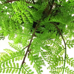 Artificial Fern Plant Pot Lady Fern 30Cm Leaf Design Uk Realistic Plants Botanik - thumbnail 5