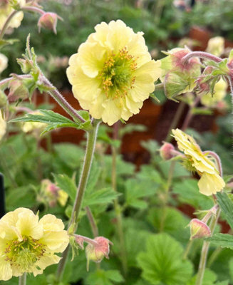 Hayloft Geum Lisanne - An Eye-Catching Garden Accent 3 X 9Cm Pots - image 1
