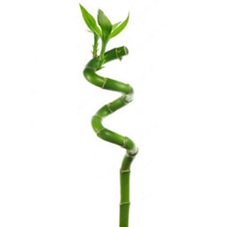 Gardeners Dream 40Cm Lucky Bamboo - Indoor Spiral Stems For Home Office, Kitchen, Living Room (3 Stems) - thumbnail 1