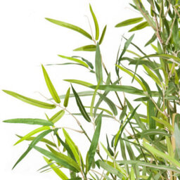 GreenBrokers Artificial 4Ft Bamboo Tree In Pot - thumbnail 3