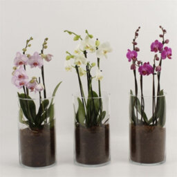 Mixed Phalaenopsis Orchid - 12Cm Glass Vase - thumbnail 2