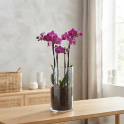 Mixed Phalaenopsis Orchid - 12Cm Glass Vase - thumbnail 1