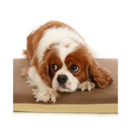 Petlife Posture Pal Memory Foam Dog/cat Bed Brown (24X18In)