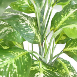 Leaf Artificial Plant Fox Aglaonema Tree Silver Metal Planter 100Cm - thumbnail 7