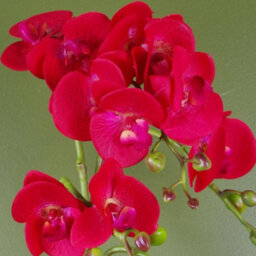 Leaf 50Cm Phalaenopsis Orchid Artificial Red Leopard Gold Pot - thumbnail 2