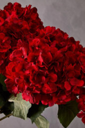 Orsina Hydrangea Stem - 74Cm Red, Rich Red Faux Bloom With Lush Petals And Green Foliage, Brings Warmth & Depth To - thumbnail 5