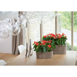 Lechuza Delta 20 Charcoal Metallic Plastic Self-Watering Planter With Substrate And Water Level Indicator H18 L40 W15 Cm - thumbnail 4