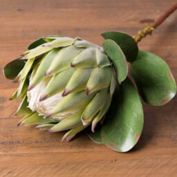 Hill Interiors Protea Green Faux Plant Large - thumbnail 4