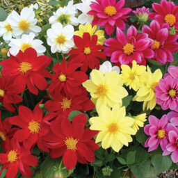 Gardeners Dream Dahlia Figaro Mix Colourful Flowering Garden Ready Bedding Plants 6 Pack - thumbnail 4