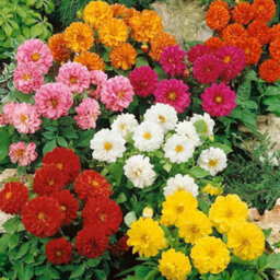 Gardeners Dream Dahlia Figaro Mix Colourful Flowering Garden Ready Bedding Plants 6 Pack - thumbnail 3
