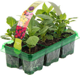 Gardeners Dream Dahlia Figaro Mix Colourful Flowering Garden Ready Bedding Plants 6 Pack - thumbnail 2