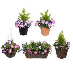 GreenBrokers Pink & Purple Petunia Black Patio Planter 60Cm/24In - thumbnail 2