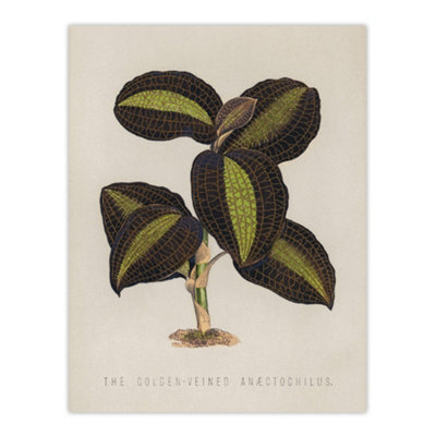 "Artery8 Golden Veined Jewel Orchid Vintage Botanical Wall Art Poster Print 12X16"""