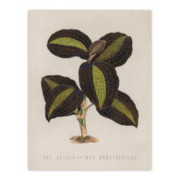 "Artery8 Golden Veined Jewel Orchid Vintage Botanical Wall Art Poster Print 12X16""" - thumbnail 1