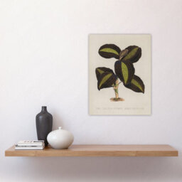 "Artery8 Golden Veined Jewel Orchid Vintage Botanical Wall Art Poster Print 12X16""" - thumbnail 2