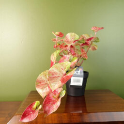 Leaf 35Cm Artificial Trailing Hanging Plant Realistic Pink Splash Caladium - thumbnail 3