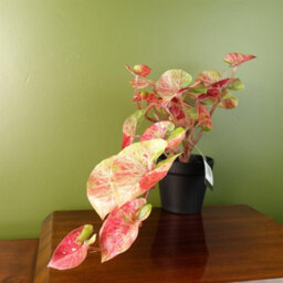 Leaf 35Cm Artificial Trailing Hanging Plant Realistic Pink Splash Caladium - thumbnail 1
