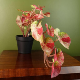 Leaf 35Cm Artificial Trailing Hanging Plant Realistic Pink Splash Caladium - thumbnail 5