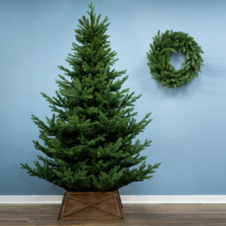 Christmas Tree World The 7Ft/210Cm Ultra Mountain Pine Christmas Tree - thumbnail 2