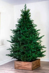 Christmas Tree World The 7Ft/210Cm Ultra Mountain Pine Christmas Tree - thumbnail 1