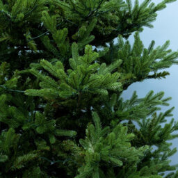 Christmas Tree World The 7Ft/210Cm Ultra Mountain Pine Christmas Tree - thumbnail 3
