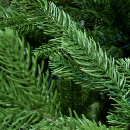 Christmas Tree World The 7Ft/210Cm Ultra Mountain Pine Christmas Tree - thumbnail 6
