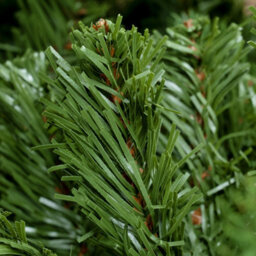 Christmas Tree World The 7Ft/210Cm Ultra Mountain Pine Christmas Tree - thumbnail 5