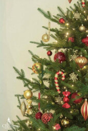 Christmas Tree World The 7Ft/210Cm Ultra Mountain Pine Christmas Tree - thumbnail 9