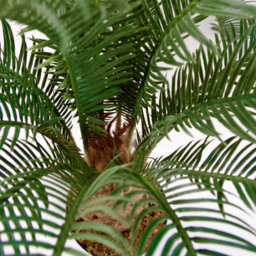 Large Artificial Palm Tree 60Cm Cycas Realistic Plant Leaf Design Uk Botanik - thumbnail 2