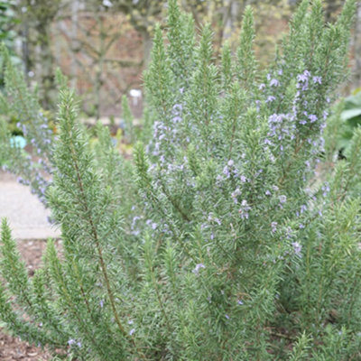 Gardeners Dream Rosmarinus Miss Jessopps Upright Evergreen Shrub Outdoor Garden Plant In Pot - 9Cm Pot (15-25Cm) - image 1