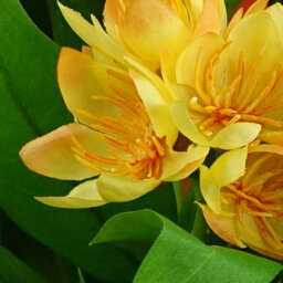 Leaf 3X 18Cm Artificial Freesia Plants Pink, Orange, Yellow Flowering - thumbnail 2