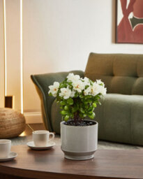 Beliani Artificial Plant Novella 36 Cm White - thumbnail 2